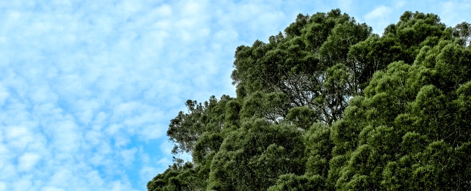 Tree Top And Blue Skies photo