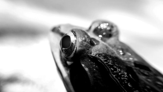 Grayscale Photo Of Frog