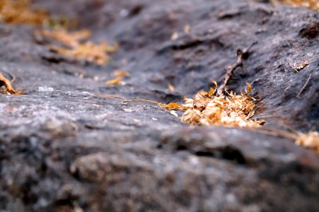 Twig On Ground