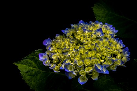 Blue And Yellow Flower photo