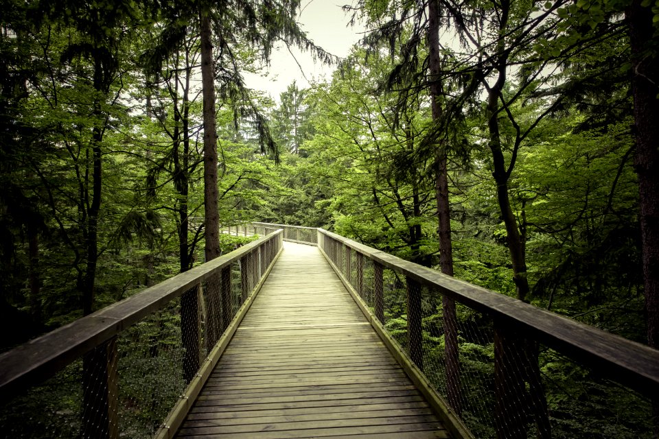 Bridge In Forest