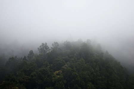 Foggy Mountain With Green Trees photo