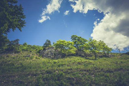 Green Leaved Trees On Hillside During Daytime photo