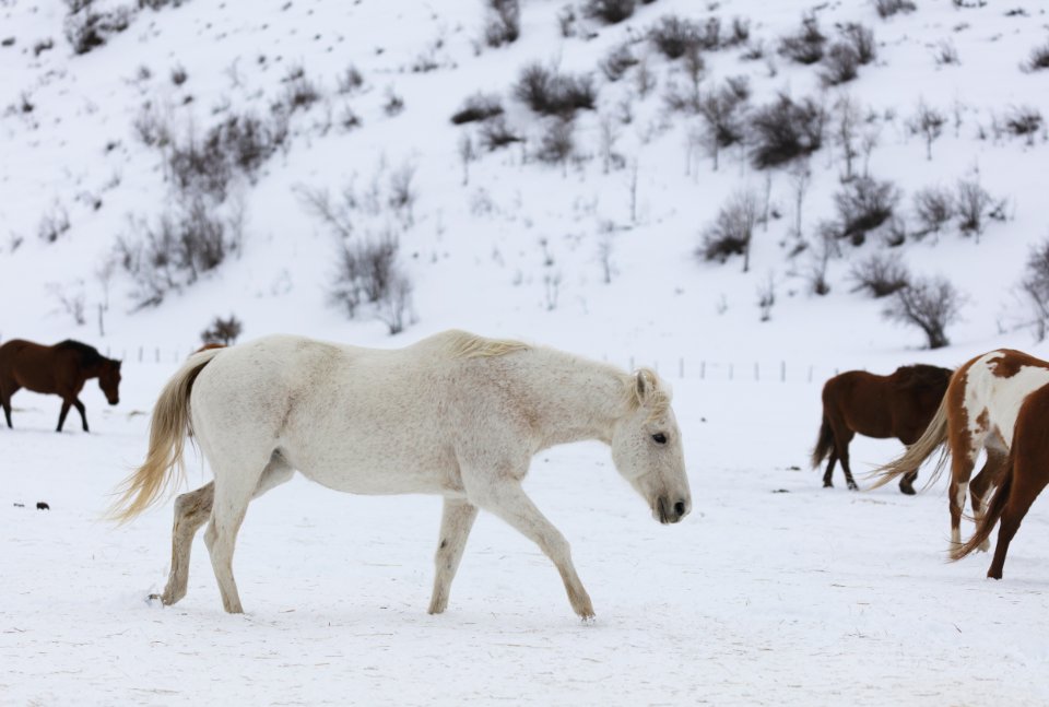 A mixed herd of wild and domesticated horses frolics on the Ladder Livestock ranch, at the Wyoming-Colorado border. Original image from Carol M. Highsmith’s America, Library of Congress collection.