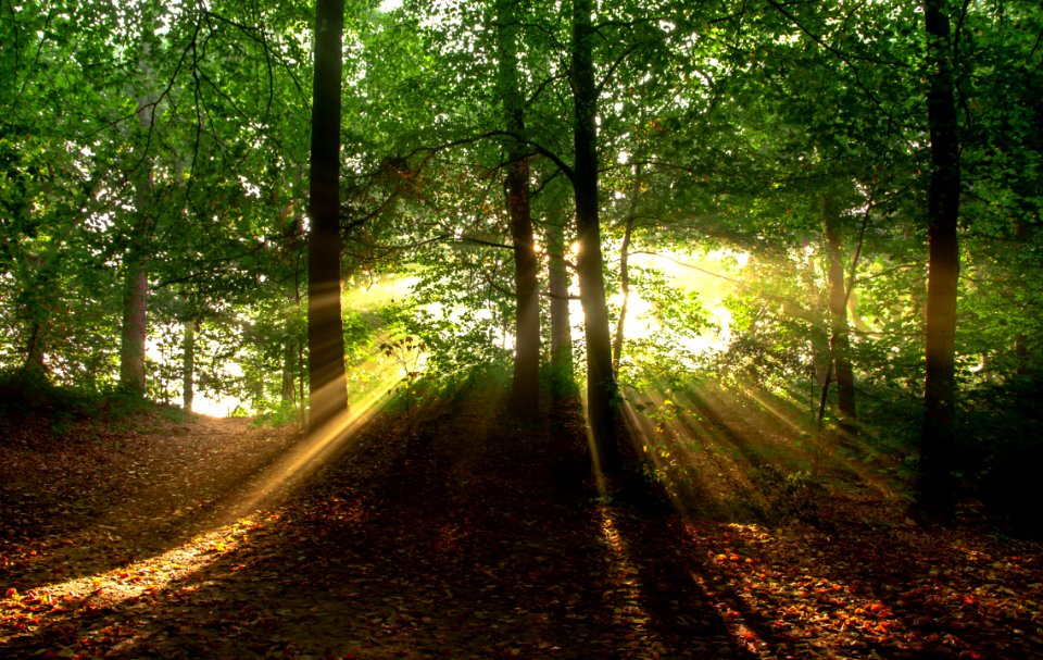 Sunbeams In Forest