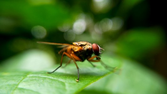 Fly On Green Leaf photo