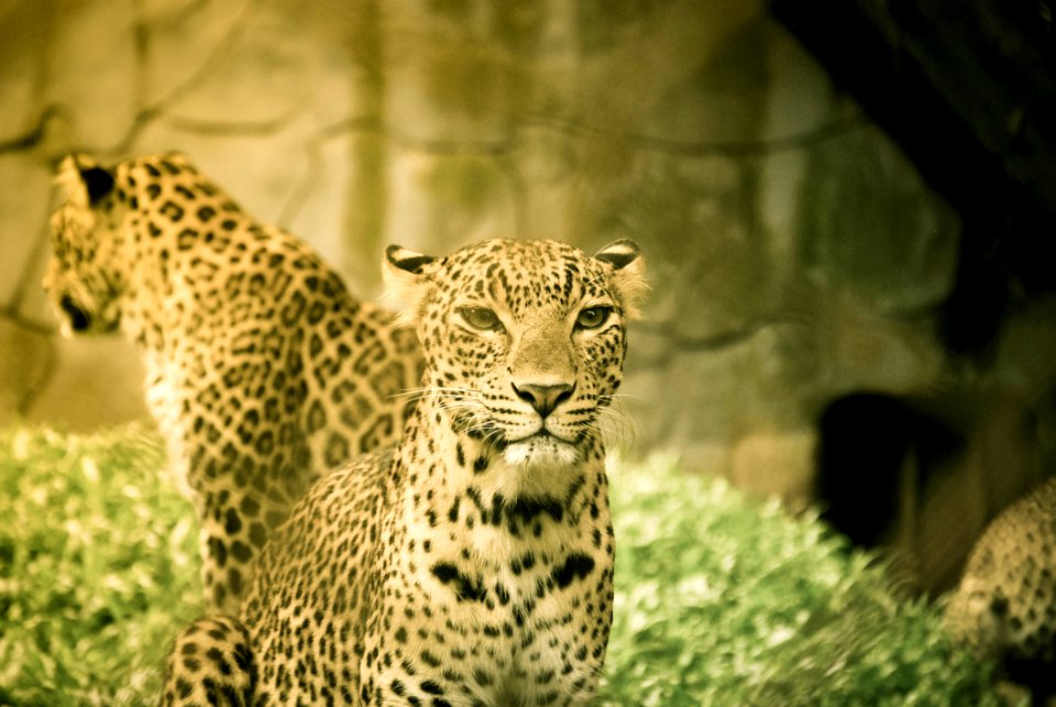 Two Leopard Illustration