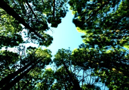 Tree Tops Against Blue Skies photo