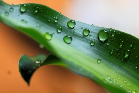 Dew Drops On Leaf photo
