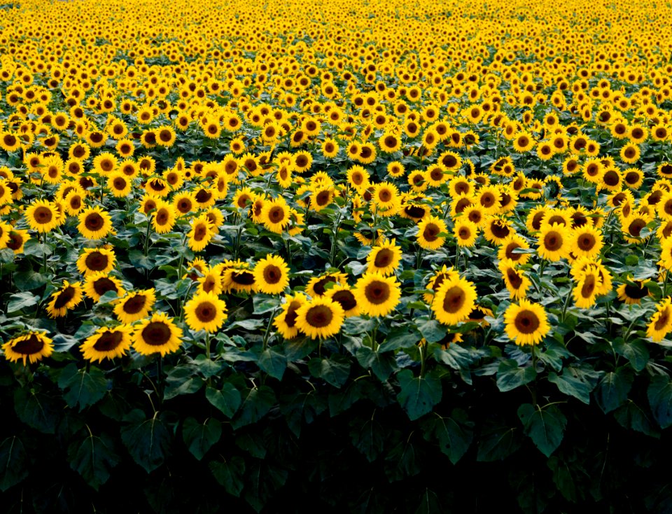 Sunflowers in a Wisconsin field. Original image from Carol M. Highsmith’s America, Library of Congress collection.