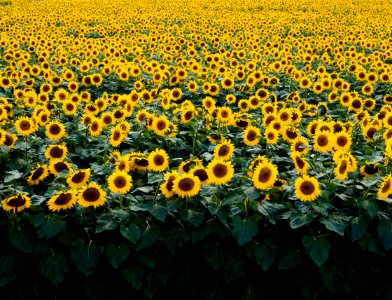 Sunflowers in a Wisconsin field. Original image from Carol M. Highsmith’s America, Library of Congress collection. photo