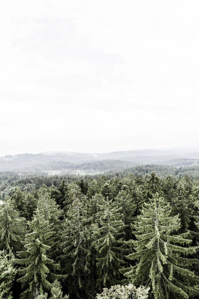 Pine Trees Above White Clouds During Daytime