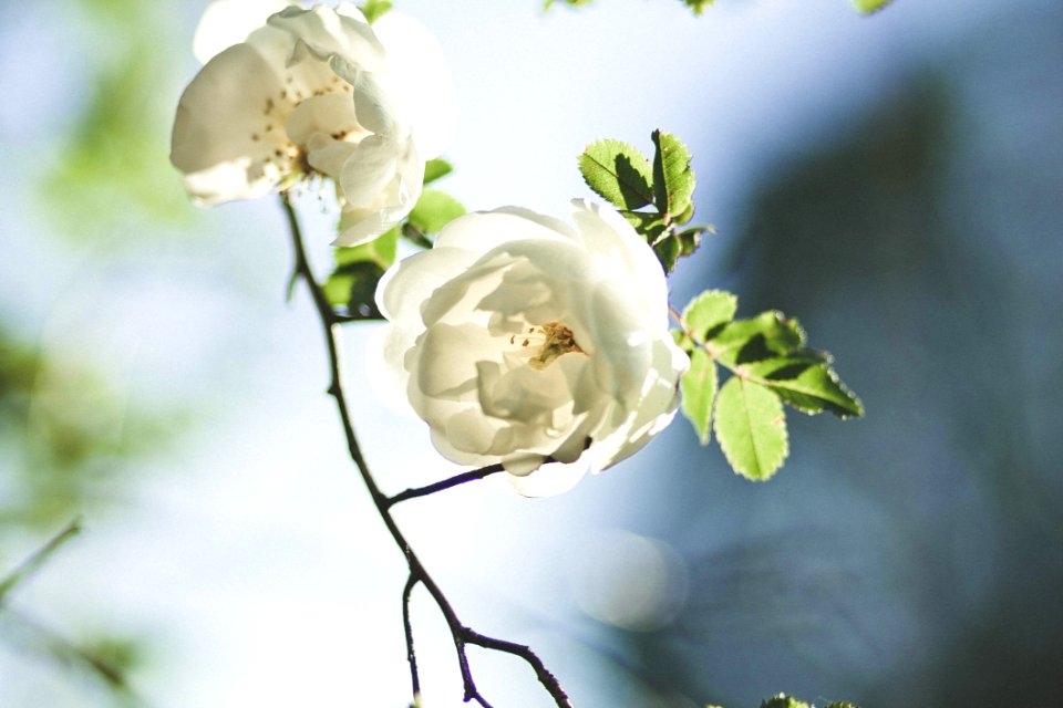White Flowers