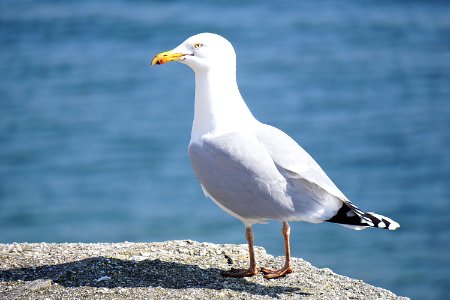 Seagull On Rock photo