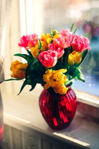 Pink And Yellow Petaled Flower On Red Glass Vase