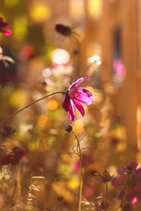 Pink Flower