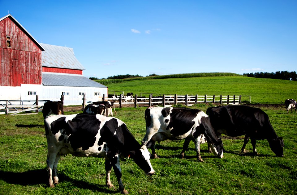Holstein dairy cows at the Dunnum Family's Top of the Town dairy farm near Westby in Vernon County, Wisconsin. Original image from Carol M. Highsmith’s America, Library of Congress collection.