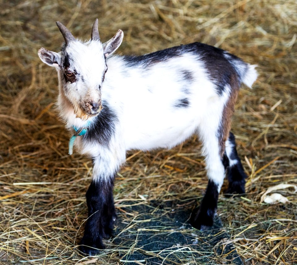 A young goat, named Emmit, at the Dunnum Family's Top of the Town dairy farm near Westby in Vernon County, Wisconsin. Original image from Carol M. Highsmith’s America, Library of Congress collection.