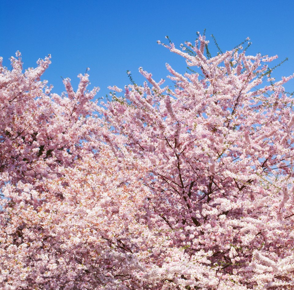 Cherry blossoms in front of the Washington Monument in Washington, D.C. Original image from Carol M. Highsmith’s America, Library of Congress collection.