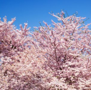 Cherry blossoms in front of the Washington Monument in Washington, D.C. Original image from Carol M. Highsmith’s America, Library of Congress collection. photo