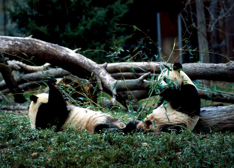 Giant pandas, the star attraction at the Smithsonian Institution's National Zoo. Original image from Carol M. Highsmith’s America, Library of Congress collection.