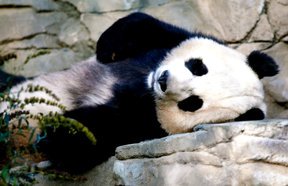 A giant panda, the star attraction at the Smithsonian Institution's National Zoo. Original image from Carol M. Highsmith’s America, Library of Congress collection.