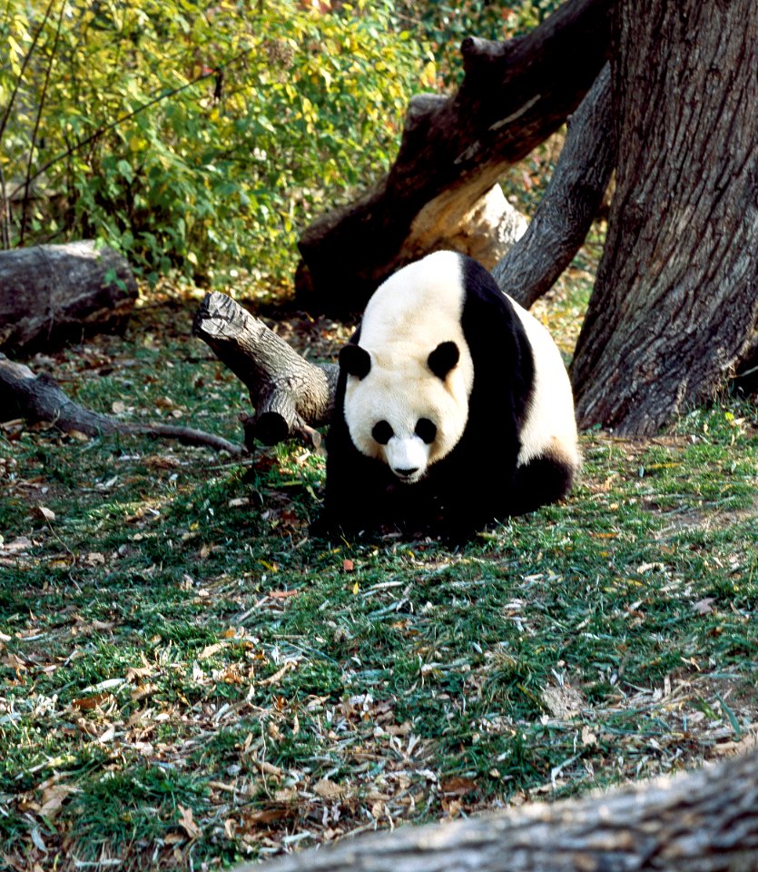 A giant panda, the star attraction at the Smithsonian Institution's National Zoo. Original image from Carol M. Highsmith’s America, Library of Congress collection.