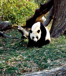 A giant panda, the star attraction at the Smithsonian Institution's National Zoo. Original image from Carol M. Highsmith’s America, Library of Congress collection. photo