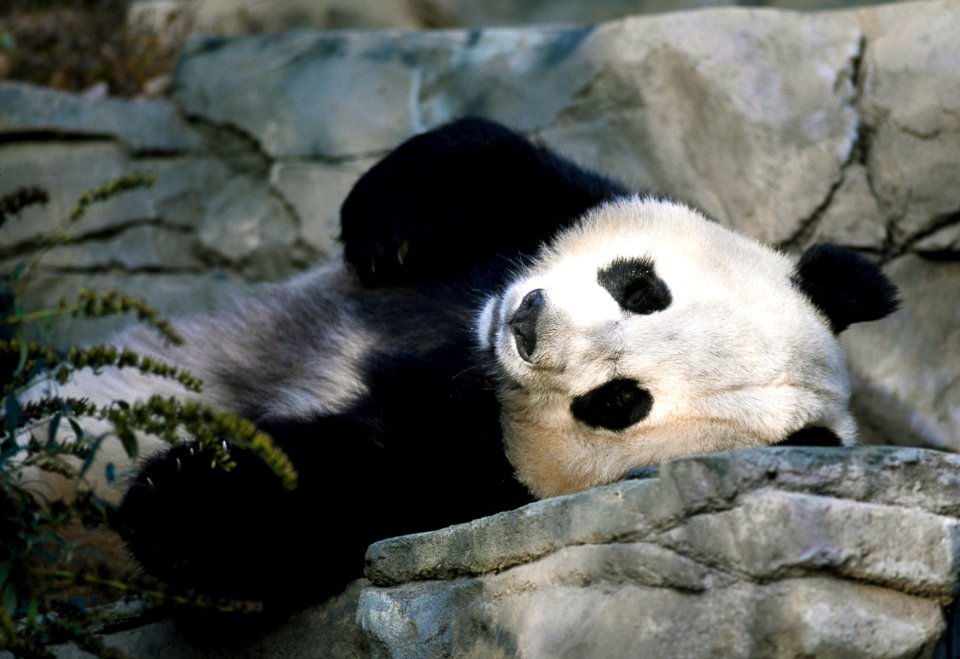 A giant panda, the star attraction at the Smithsonian Institution's National Zoo. Original image from Carol M. Highsmith’s America, Library of Congress collection.