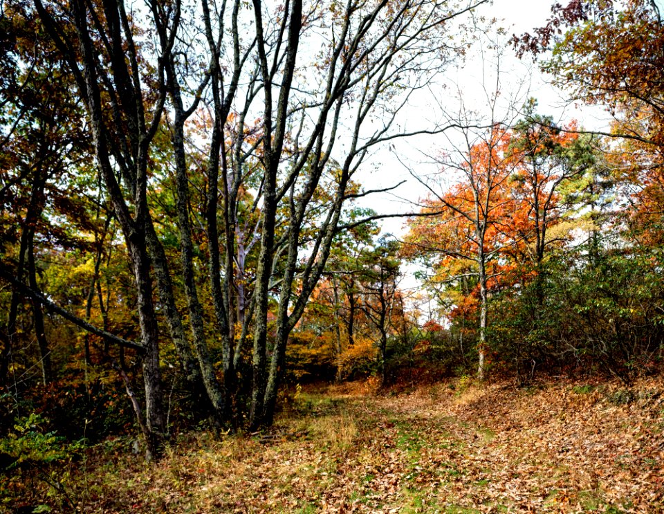 A fire road just off the trail to Bearfence Hut on the Appalachian Trail in Northern Virginia. Original image from Carol M. Highsmith’s America, Library of Congress collection.