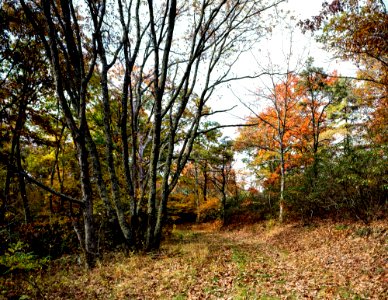 A fire road just off the trail to Bearfence Hut on the Appalachian Trail in Northern Virginia. Original image from Carol M. Highsmith’s America, Library of Congress collection.