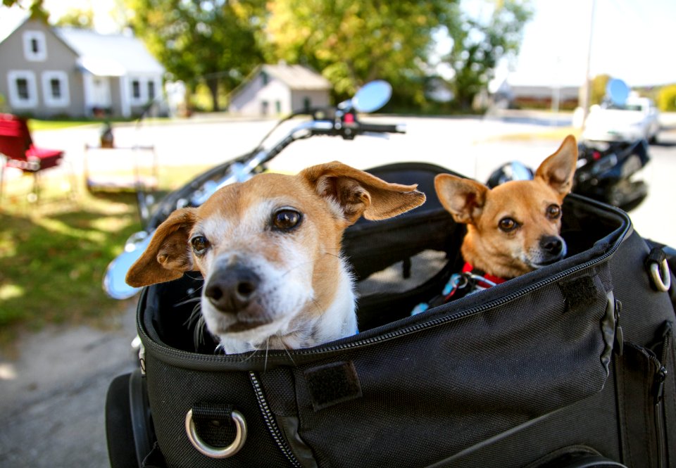 Two dogs, Jesse and Maude, await the next portion of their ride in the back of a motorcycle in South Hero, Vermont. Original image from Carol M. Highsmith’s America, Library of Congress collection.