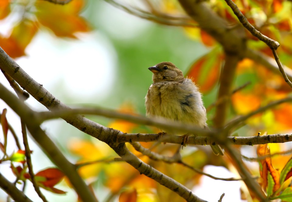 Brown Bird Clinging In The Tree