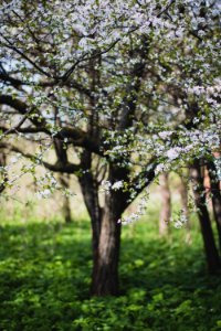 Green And White Petaled Flower Trees photo