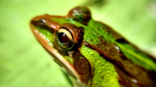 Green And Brown Frog