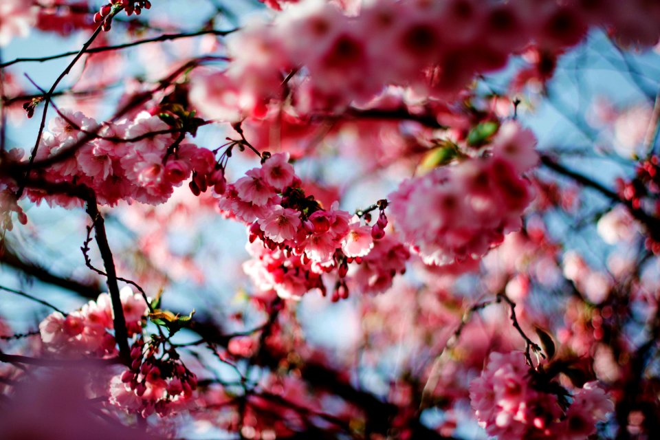 Cherry Blossom Tree