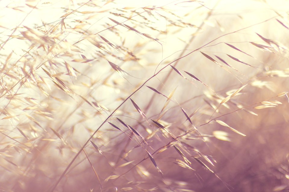 Selective Focus Photography Of Brown Plant