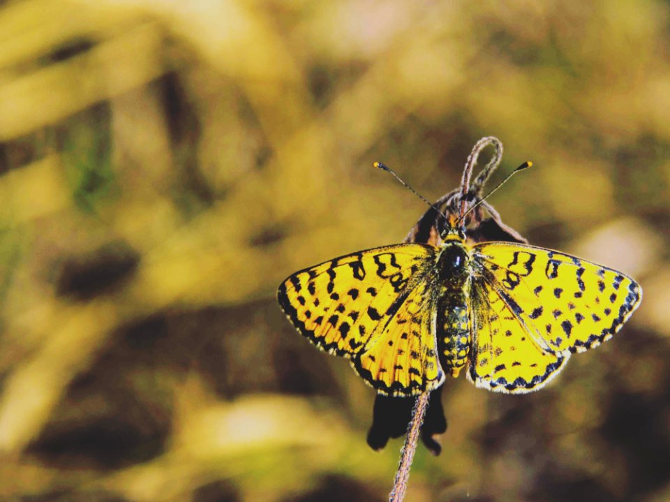 Yellow And Black Butterfly