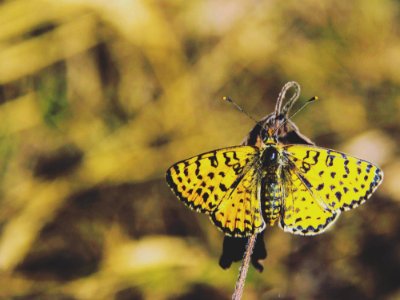 Yellow And Black Butterfly photo
