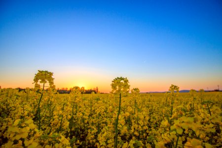 Landscape Photography Of Yellow Flower Field Under Blue Sky During Daytime photo