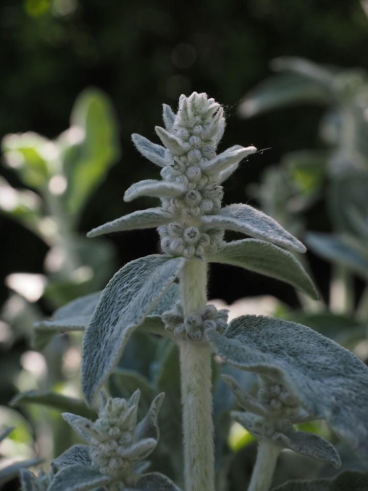 Inflorescence plant shrub