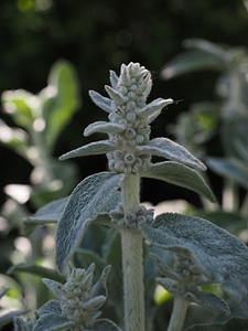 Inflorescence plant shrub