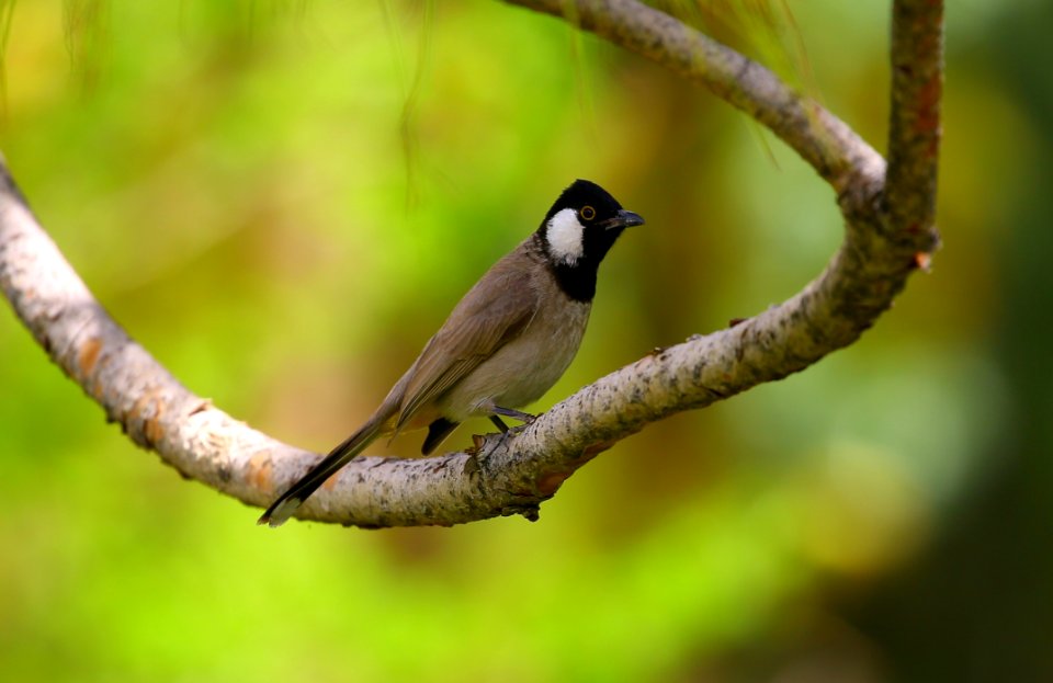 Brown And Black Bird On Tree Trunk photo