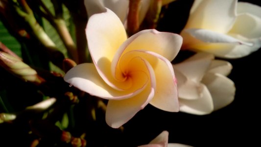 White Petal Flower
