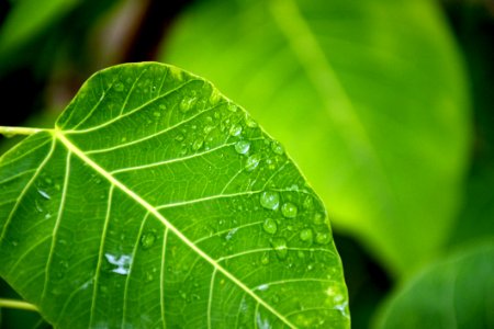 Selective Focus Photography Of Water Drop On Green Leaf photo