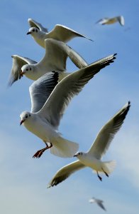 Flock Of Seagulls Flying During Daytime