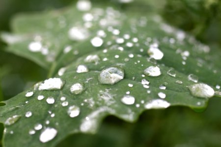 Raindrops On Green Leaf