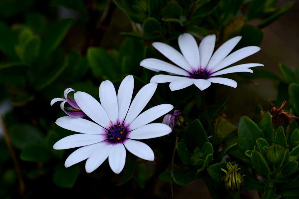 White And Purple Multi Petaled Flower