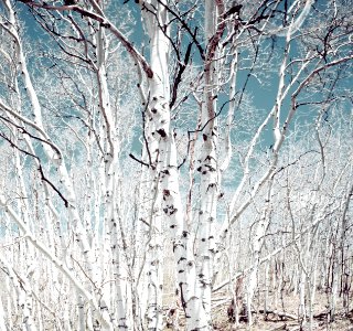 Birch trees in Utah high country. Original image from Carol M. Highsmith’s America, Library of Congress collection. photo