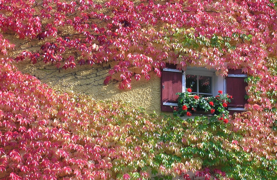 Autumn window hauswand